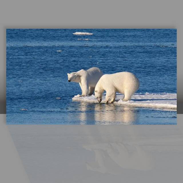 北极熊图片背景