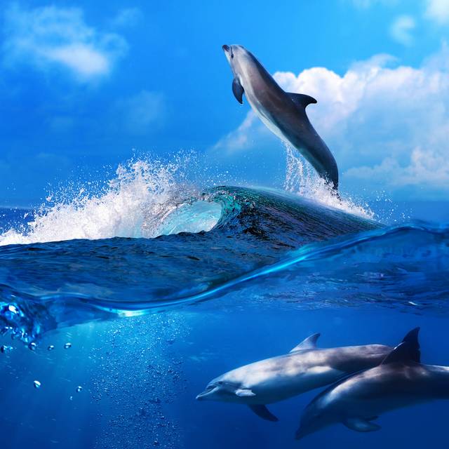 海豚