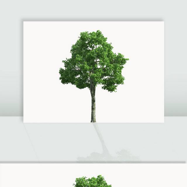 树木桉树图片素材