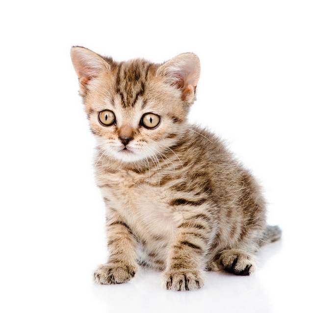 猫咪