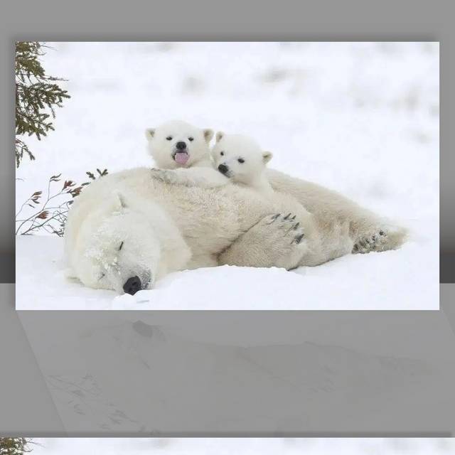 雪地上的北极熊