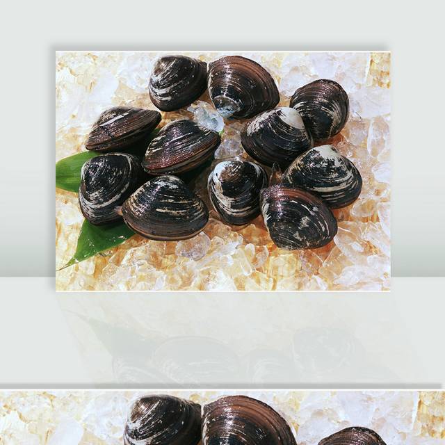 贝壳类图片