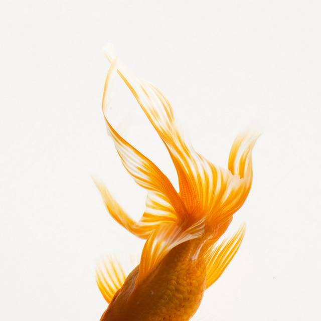 金鱼