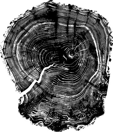 树木年轮素描图片