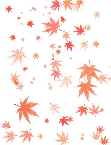秋天飘落枫叶