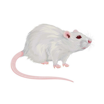 实验小白鼠手绘图片
