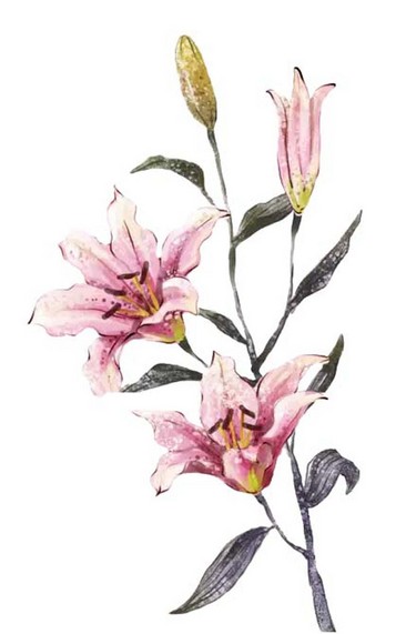 粉色百合花花朵 图品汇