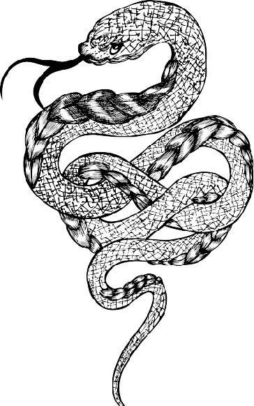 蟒蛇怎么画凶猛图片