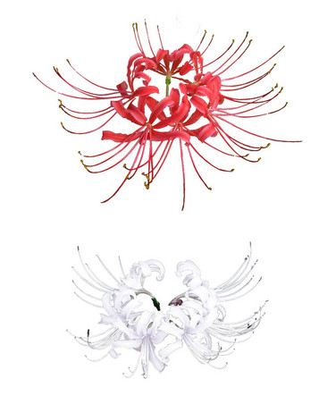 红白彼岸花 图品汇 红白彼岸花 图品汇
