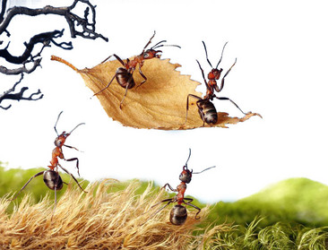 蚂蚁抬树枝的图片图片