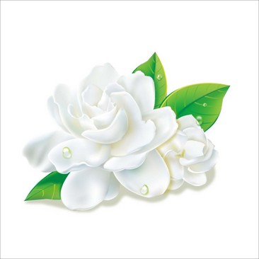 卡通茉莉花素材卡通茉莉花素材绿叶茉莉花绿叶茉莉花精美茉莉花朵精美