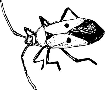 蟑螂怎么画素描画图片