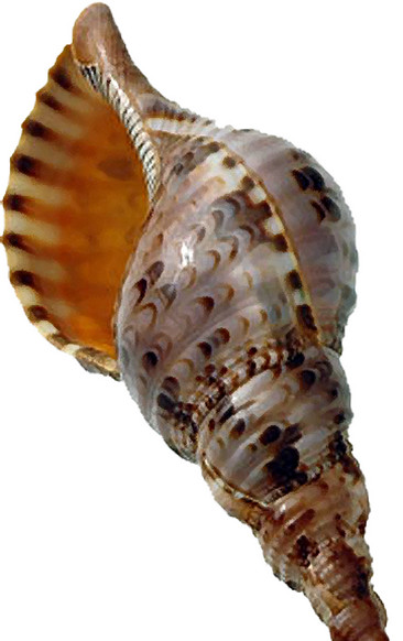 斑点海螺设计素材