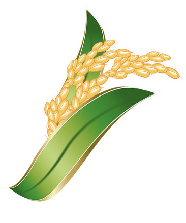 水稻种子卡通图片图片