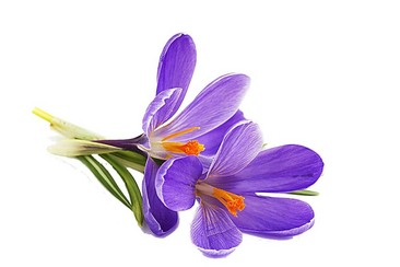 紫罗兰花束素材 图品汇