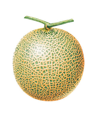 一个哈密瓜