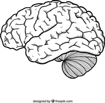大脑的画法简单图片