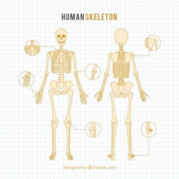 骷髅结构图名称图片