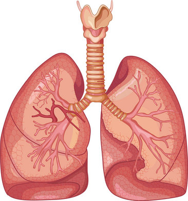 肺插画设计素材