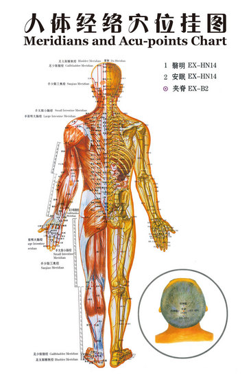 高清人体背部穴位图图片/素材/模板,免费人体背部穴位图图库下载