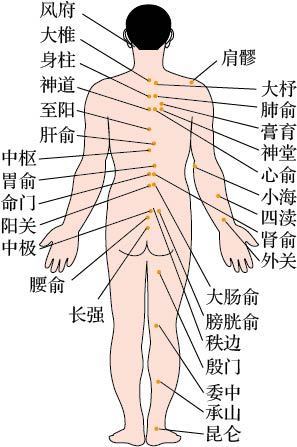 人体背部区域划分图片