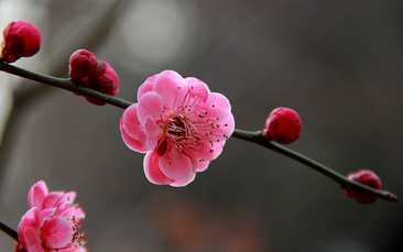 高清梅花素材