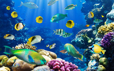 海底世界鱼群 图品汇