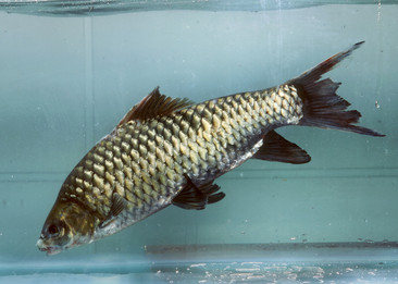 千島湖野生大鯽魚圖片