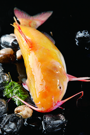 中国鳢鱼种类图片