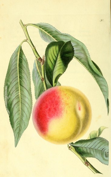 Ӹװλ