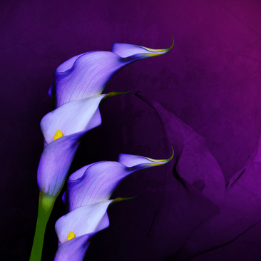 紫色花海头像图片