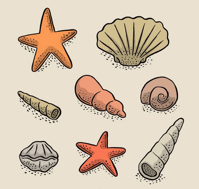 彩绘贝壳和海星