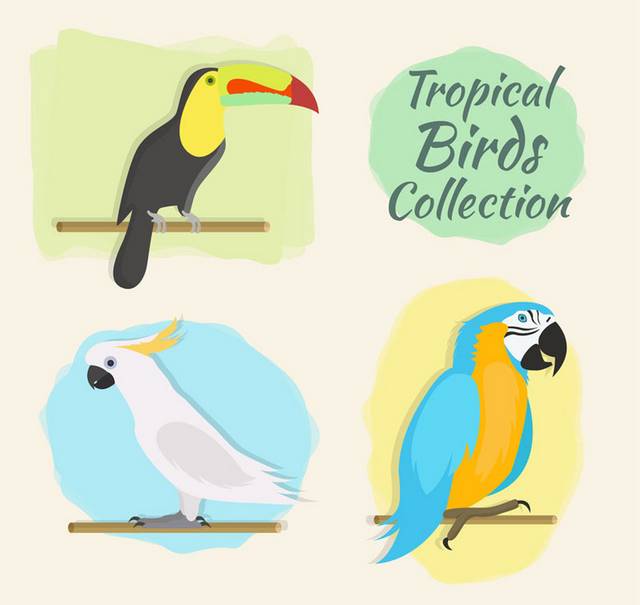 彩色热带鸟类