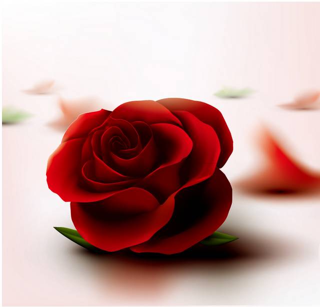 质感红玫瑰花