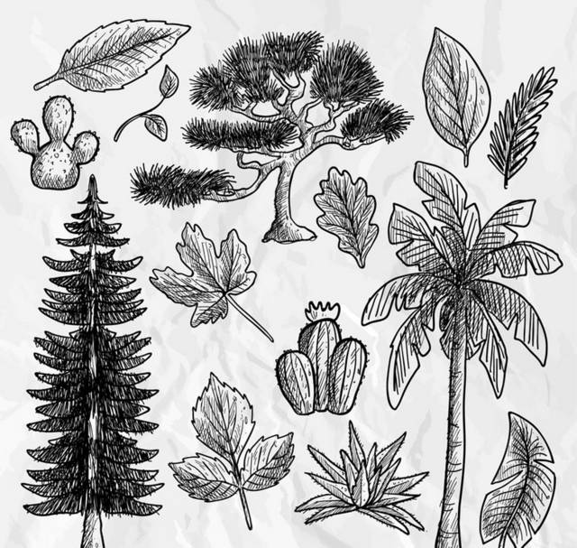 手绘植物和树叶
