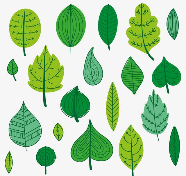 绿色树叶矢量设计