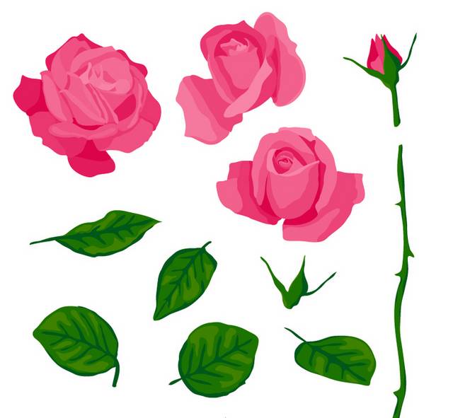 粉色玫瑰与叶子