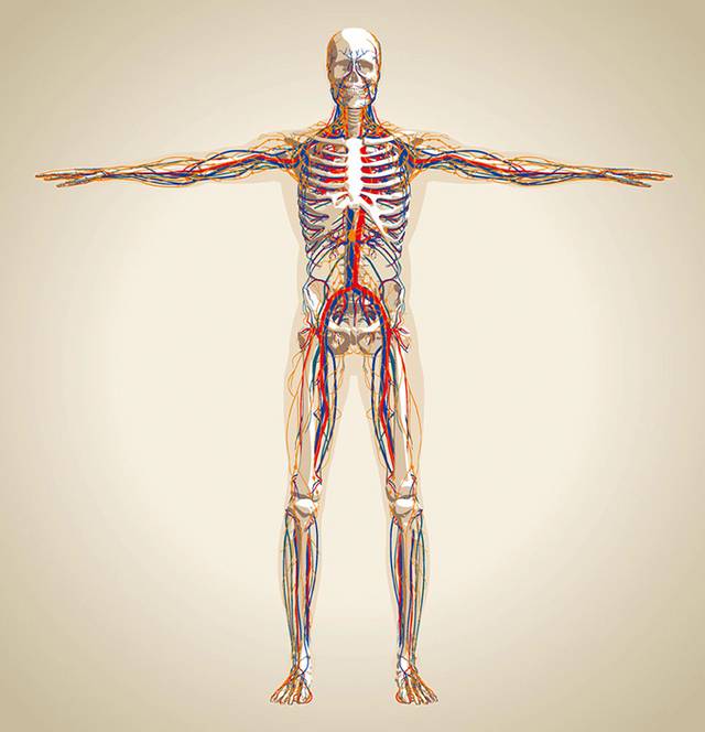 人体骨骼血管示意