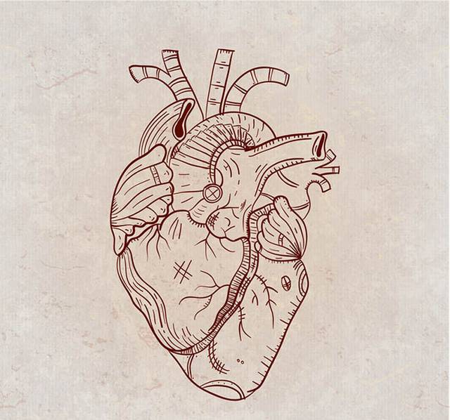手绘心脏器官