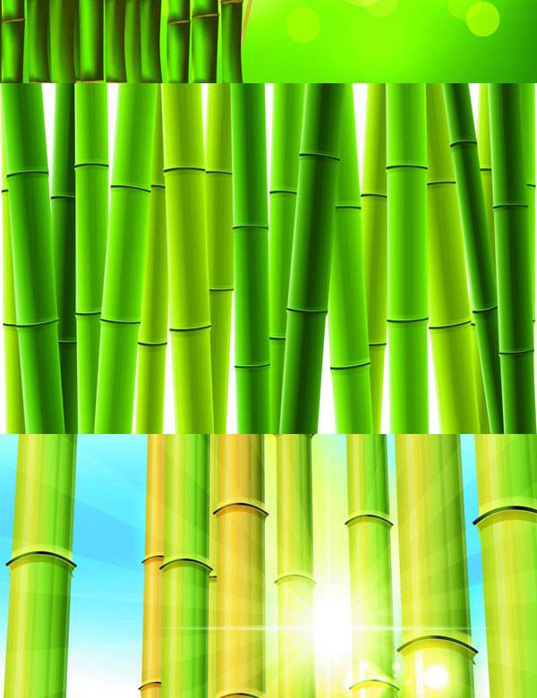 挺拔绿色竹子
