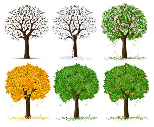 四季的树木