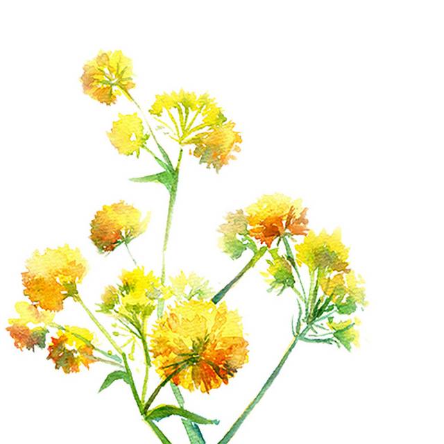 鲜艳菊花