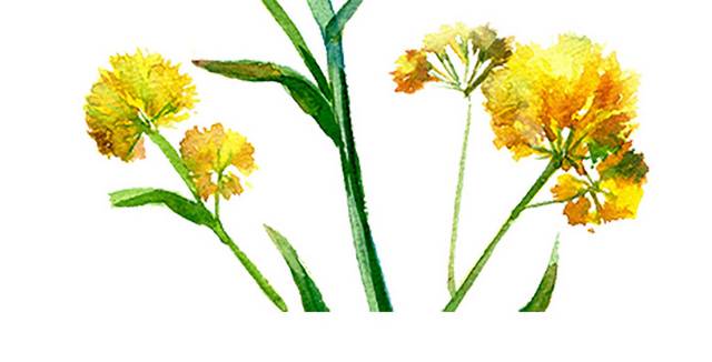 鲜艳菊花