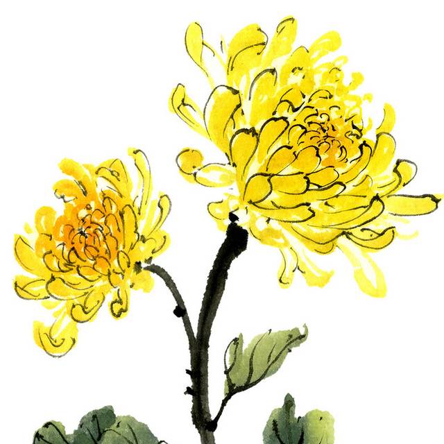 黄色菊花元素