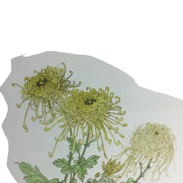 雏菊元素