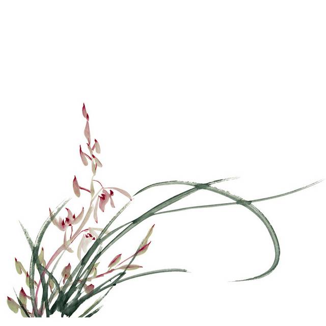 一株好看的兰花