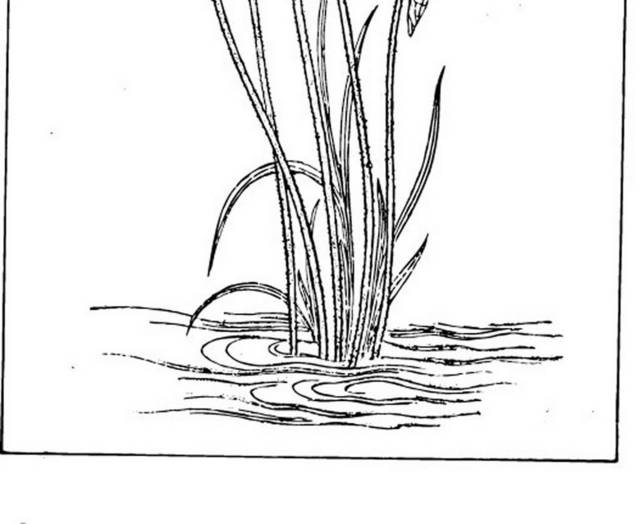 矢量黑白中国风荷花素材