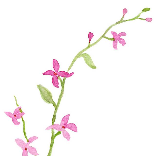 情人节创意花卉透明装饰素材