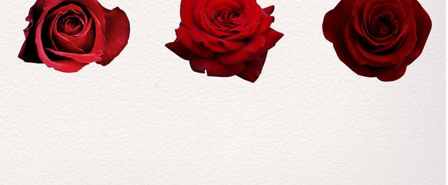 情人节红色玫瑰花装饰