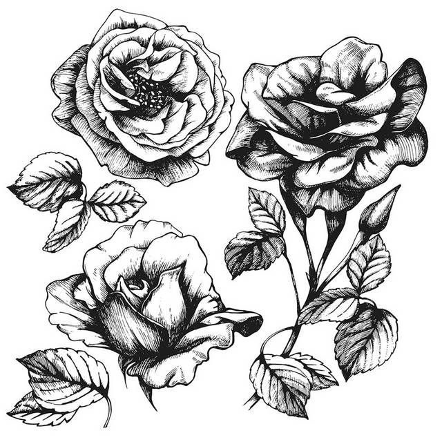 黑白手绘时尚玫瑰花插画